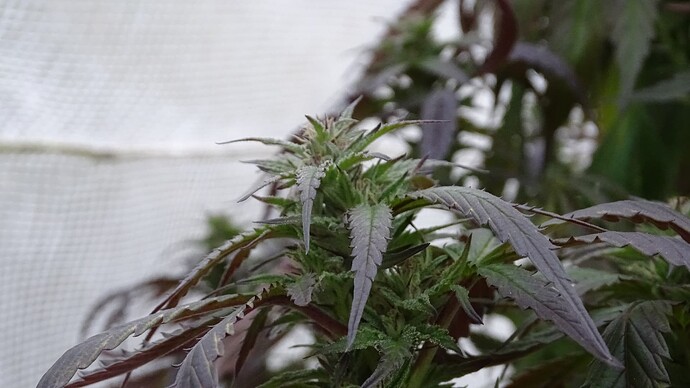 Growreport Bild 7