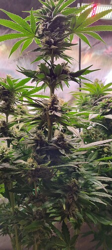 Growreport Bild 12