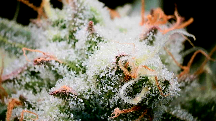 Nahaufnahme eines Cannabis-Buds mit vielen Trichomen und einigen orangefarbenen Stempeln.