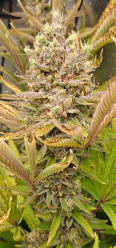 Growreport Bild 19
