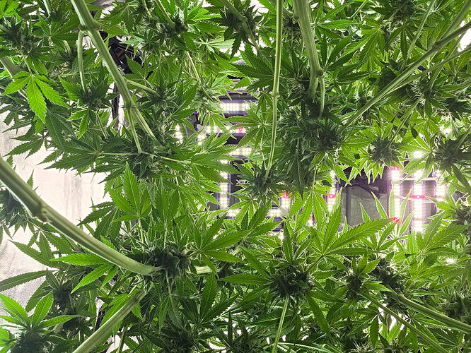 Growreport Bild 18