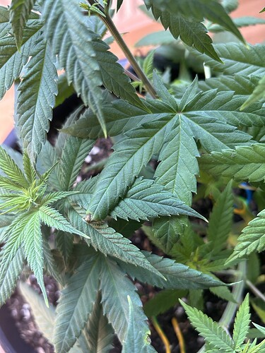 Growreport Bild 32