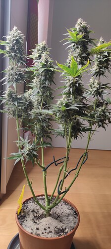 Growreport Bild 8