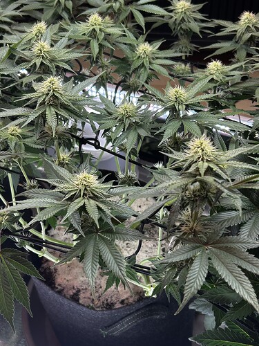 Growreport Bild 16
