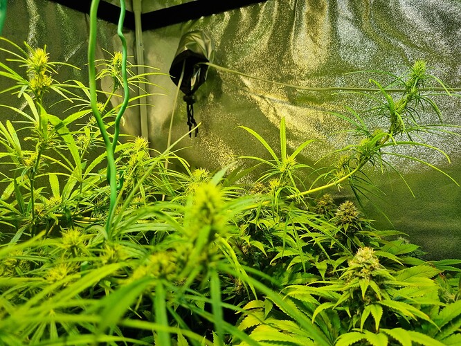 Mehrere Cannabis-Pflanzen in der Blütephase, die in einem Zelt wachsen. Die Pflanzen zeigen deutliche Anzeichen von Blütenbildung und sind von hellem, künstlichem Licht beleuchtet.
