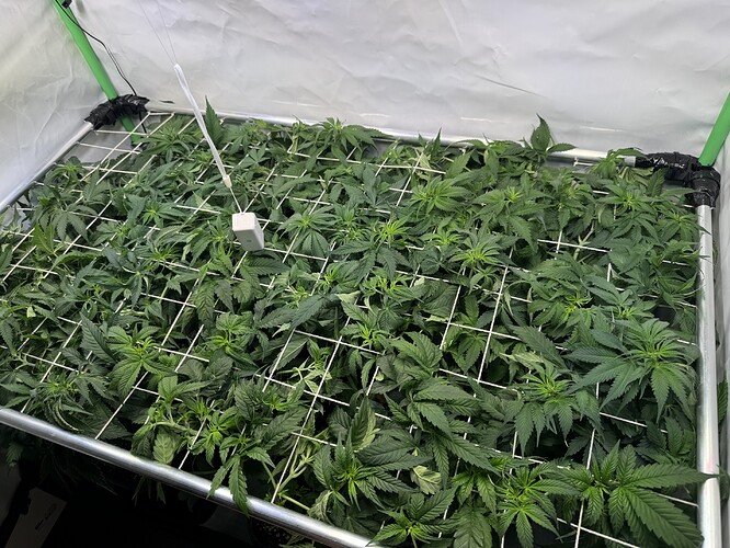 Growreport Bild 7