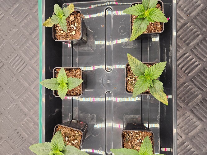 Growreport Bild 33