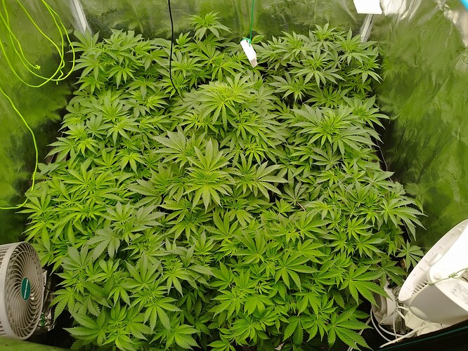 Growreport Bild 5