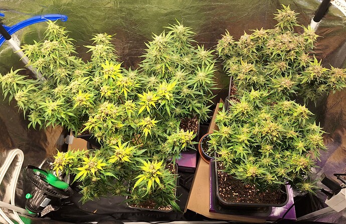 Growreport Bild 1