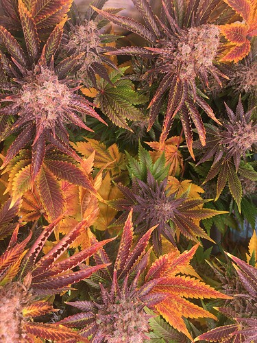 0EEBC8BA-8F4D-456F-9DE5-0D7FED2A1599-25467-00000CF058C1E6C7