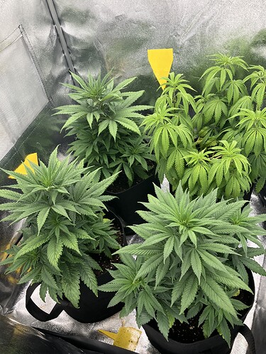Growreport Bild 9