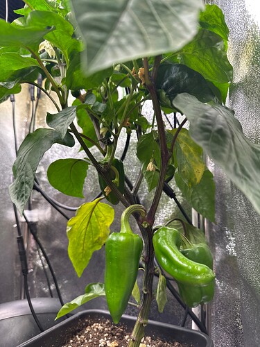 Growreport Bild 24