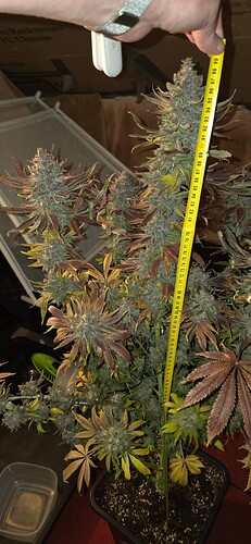 Growreport Bild 56