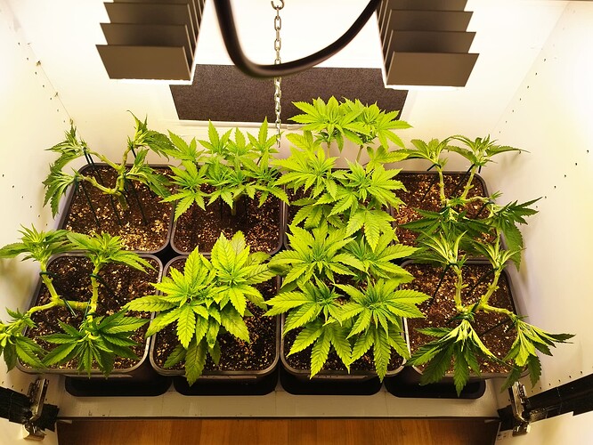 Growreport Bild 1