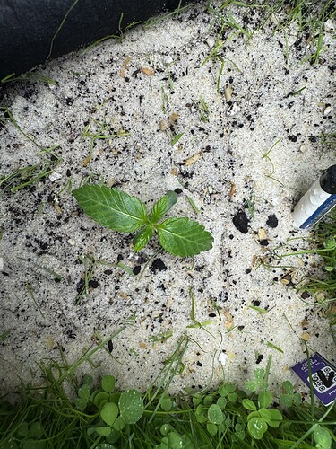 Growreport Bild 15