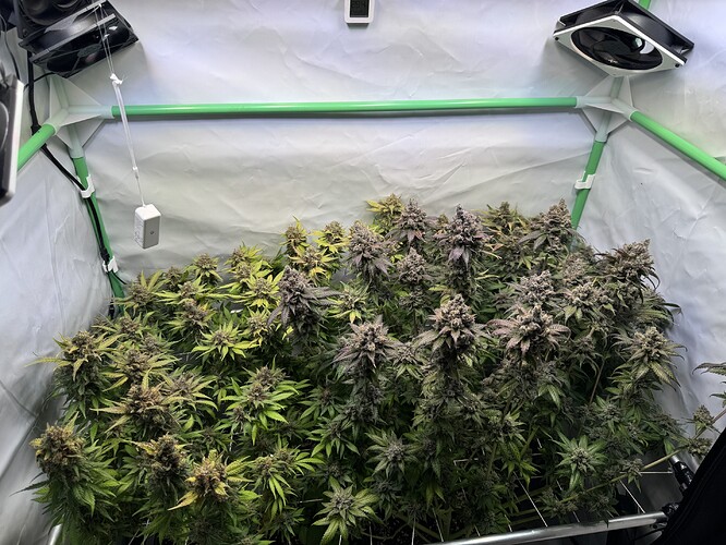 Growreport Bild 37