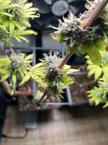 Growreport Bild 3