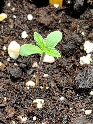 Growreport Bild 11