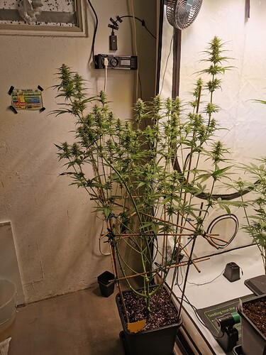 Growreport Bild 4