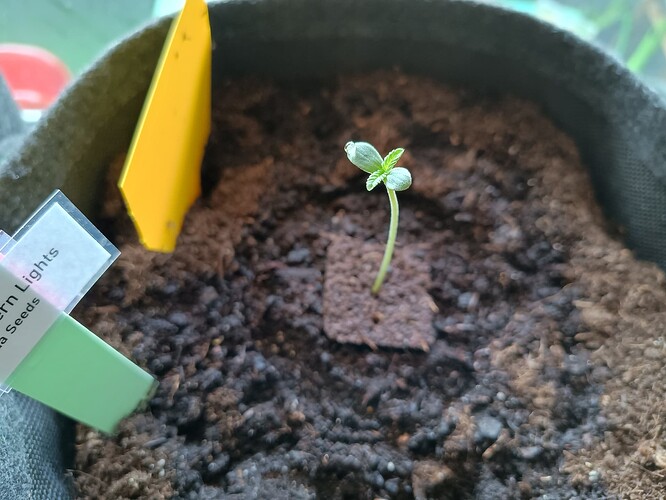 IMG_20240425_112547296_HDR