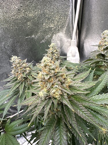 Growreport Bild 24