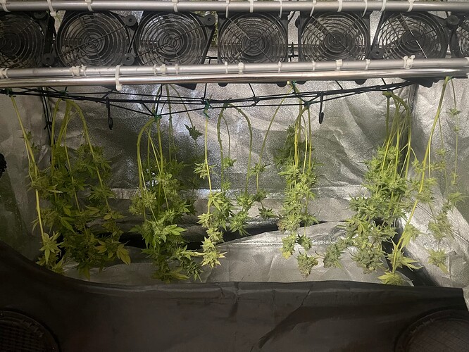 Mein allererster Grow - Hindu Kush