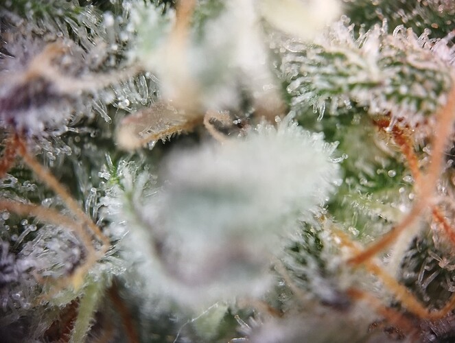 IMG_20250226_194852 - Kopie