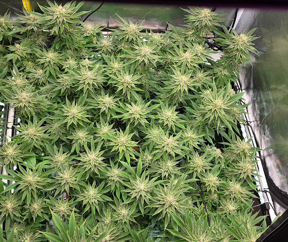 Growreport Bild 6