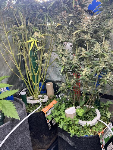 Growreport Bild 2