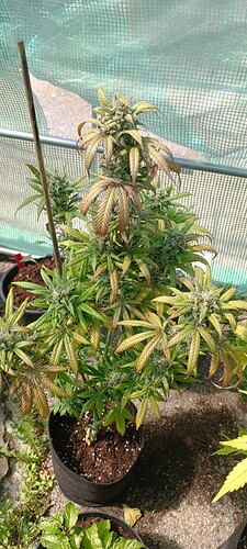 IMG_20240513_120809