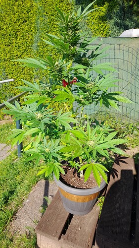 Growreport Bild 2