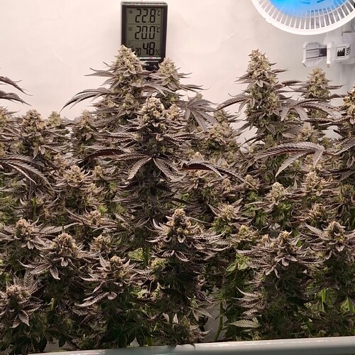 Growreport Bild 45