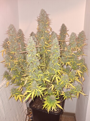 Growreport Bild 11