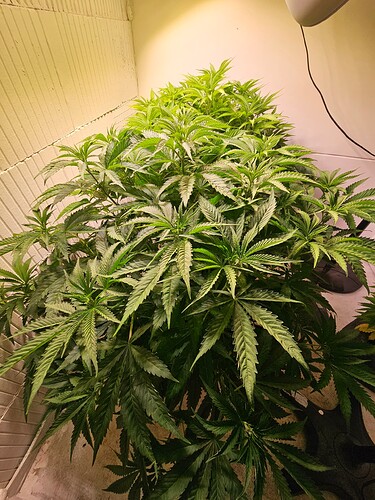 Growreport Bild 1