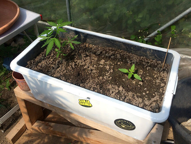 Grow26071912