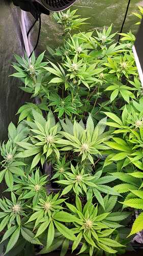 Zwei Cannabispflanzen in der Blütephase in einem Growzelt.