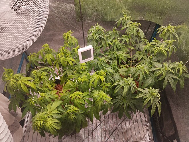 IMG_20241101_172235 - Kopie