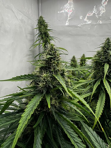 Growreport Bild 3