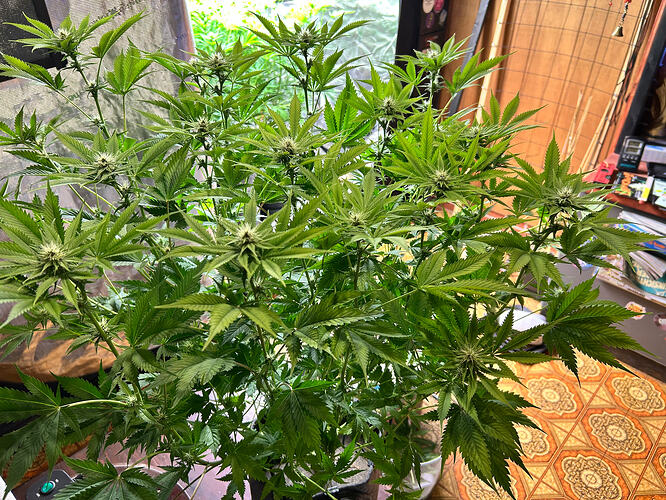 Eine gesunde, buschige Cannabis-Pflanze in der Blütephase, die in einem Innenraum steht.