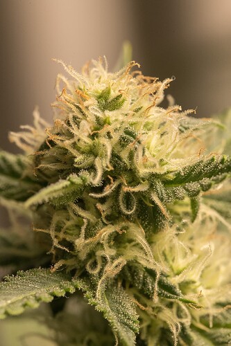 Growreport Bild 2