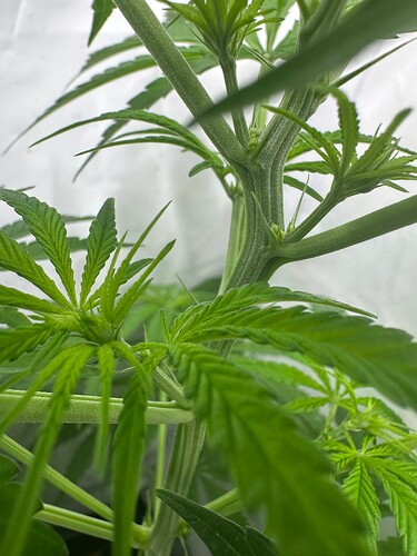 Growreport Bild 3