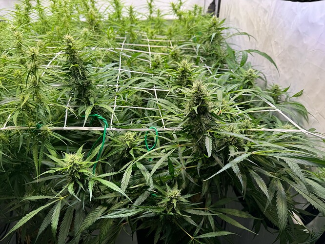 Growreport Bild 8