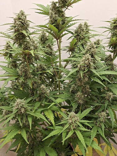 Growreport Bild 172