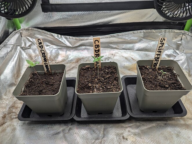 PXL_20240706_062608989.RAW-01.COVER