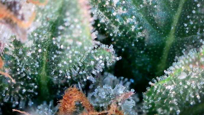 Growreport Bild 27