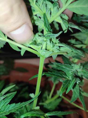 462555620_3890620777921696_8993740247302619966_n