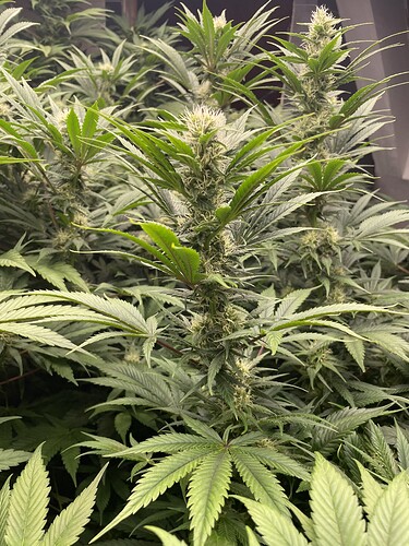 Growreport Bild 19