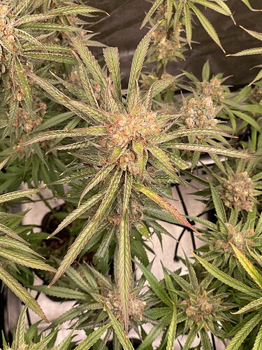 Growreport Bild 18