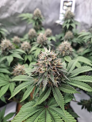 Growreport Bild 7