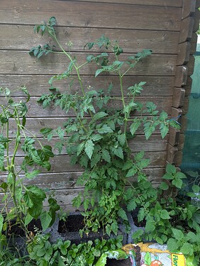 PXL_20250625_183520594.MP